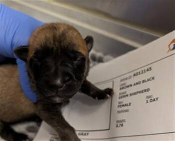 BONBON - NEEDS A FOSTER -  German Shepherd Dog Dog for Adoption in Ontario, California - BONBON - NEEDS A FOSTER | PetCurious