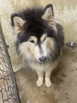 Alaskan Malamute Dogs Available for Adoption - Lexie | PetCurious