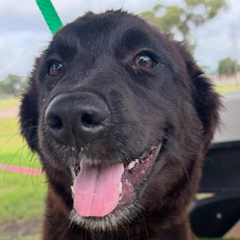 Leo -  Shepherd and Mixed Breed Dog for Adoption in Lake Jackson, Texas - Leo | PetCurious