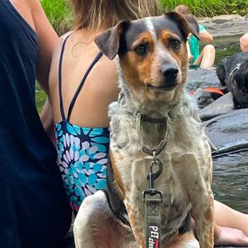 Sunny -  Beagle and Jack Russell Terrier Dog for Adoption in Beulaville, North Carolina - Sunny | PetCurious