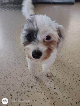Cruella -  Shih Tzu and Chihuahua Dog for Adoption in Radcliff, Kentucky - Cruella | PetCurious