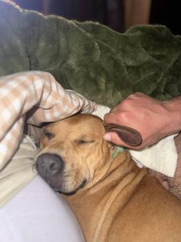 Nelson -  Terrier and Chow Chow Dog for Adoption in Holly Springs, North Carolina - Nelson | PetCurious