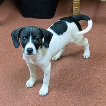 Disco -  Rat Terrier and Beagle Dog for Adoption in Accident, Maryland - Disco | PetCurious