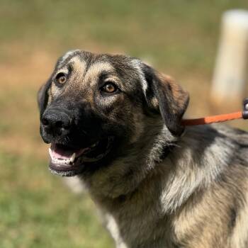 Shepherd Dogs Available for Adoption in Meherrin, Virginia - Shelby | PetCurious