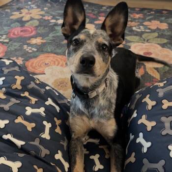 Rescue Australian Cattle Dog Blue Heeler Dogs for Adoption in New Orleans, Louisiana - Aro | PetCurious