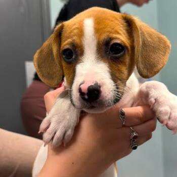Klaus Doo -  Mixed Breed Dog for Adoption in Edwardsville, Illinois - Klaus Doo | PetCurious