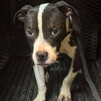 Oke -  Mixed Breed Dog Available for Adoption in Gadsden, Alabama - Oke | PetCurious