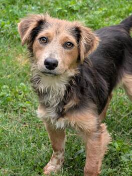 Australian Shepherd and Dachshund Dogs Available for Adoption in Baton Rouge, Louisiana - Santos | PetCurious