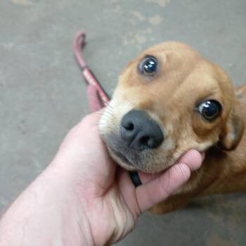 26-103 -  Terrier Dog for Adoption in Carrollton, Ohio - 26-103 | PetCurious