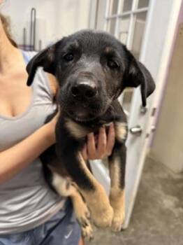 Gloria -  Mixed Breed Dog for Adoption in West Chester, Pennsylvania - Gloria | PetCurious