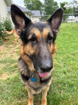 Yogi Bear -  German Shepherd Dog Dog for Adoption in Springfield, Missouri - Yogi Bear | PetCurious