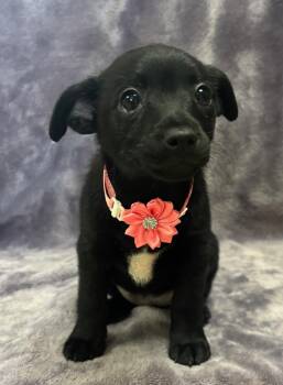 Rescue Chihuahua Dogs for Adoption in Lodi, California - Daisy | PetCurious
