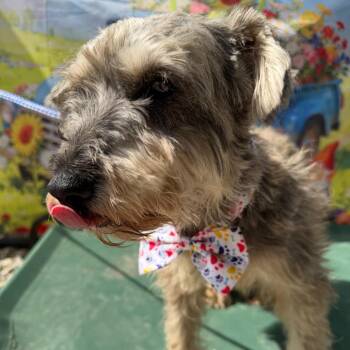 Schnauzer Dogs Available for Adoption in Aledo, Texas - Magnolia | PetCurious