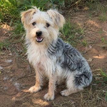 Trouble -  Yorkshire Terrier Dog for Adoption in Pelham, New Hampshire - Trouble | PetCurious