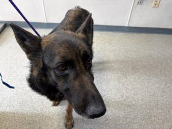 German Shepherd Dog and Mixed Breed Dogs Available for Adoption in Visalia, California - A253336 | PetCurious