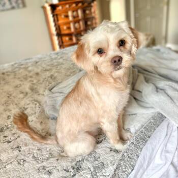 Tiffany -  Shih Tzu Dog for Adoption in Douglas, Georgia - Tiffany | PetCurious