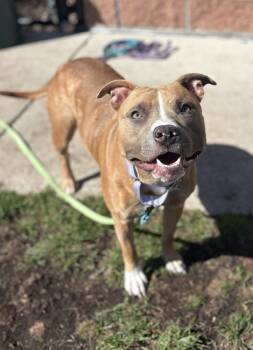 Rescue Mixed Breed Dogs for Adoption in Pontiac, Michigan - Fuschia | PetCurious