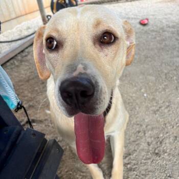 Lillie -  Labrador Retriever Dog for Adoption in Greenville, South Carolina - Lillie | PetCurious