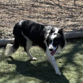 Sophia -  Border Collie Dog for Adoption in Center Point, Texas - Sophia | PetCurious