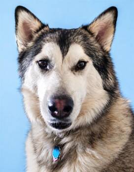 LILLIEBELLE -  Siberian Husky Dog for Adoption in Westminster, Maryland - LILLIEBELLE | PetCurious
