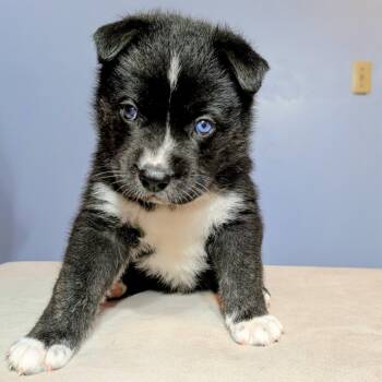 Rescue Mixed Breed Dogs for Adoption in Wichita, Kansas - Posty | PetCurious