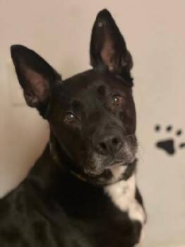 German Shepherd Dog and Labrador Retriever Dogs Available for Adoption - Ludwig - Np Litter | PetCurious