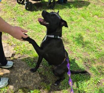 Raven -  Mixed Breed Dog for Adoption in Kansas City, Missouri - Raven | PetCurious