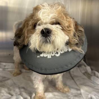 Prince George -  Mixed Breed Dog for Adoption in Philadelphia, Pennsylvania - Prince George | PetCurious