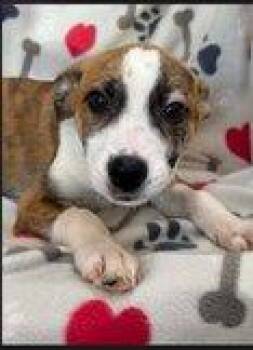Fallen -  Mixed Breed Dog for Adoption in Raleigh, North Carolina - Fallen | PetCurious