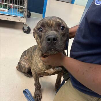 Mixed Breed Dogs Available for Adoption in Newark, New Jersey - Vader | PetCurious