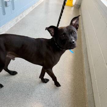 Apollo -  Pit Bull Terrier Dog for Adoption in Chicago, Illinois - Apollo | PetCurious