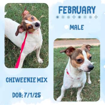 February -  Chiweenie Dog for Adoption in Caldwell, Texas - February | PetCurious