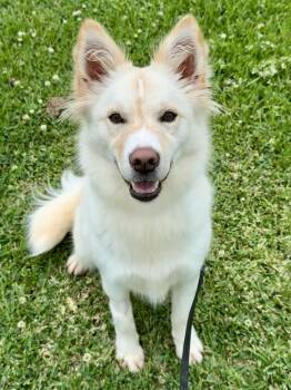Mixed Breed Dogs Available for Adoption in San Leon, Texas - Piper | PetCurious