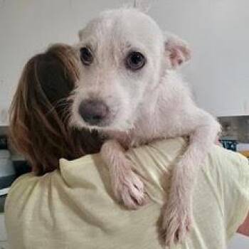 Cosmo -  Terrier Dog for Adoption in Green Valley, Arizona - Cosmo | PetCurious