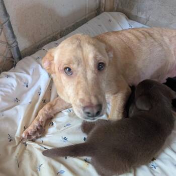 Fiji -  Mixed Breed Dog for Adoption in Leander, Texas - Fiji | PetCurious