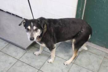 Rescue Shepherd and Mixed Breed Dogs for Adoption in Weatherford, Texas - Glock | PetCurious