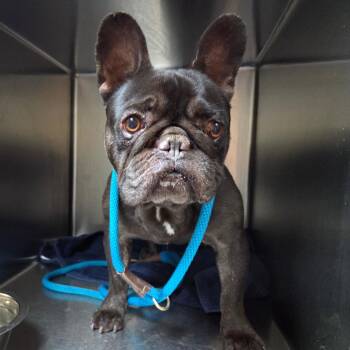 Saffron -  French Bulldog Dog for Adoption in Pasadena, California - Saffron | PetCurious