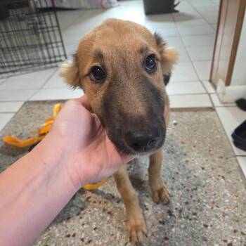 Marcy -  Mixed Breed Dog for Adoption in Merritt Island, Florida - Marcy | PetCurious