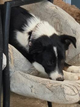 Jane -  Shepherd and Australian Shepherd Dog for Adoption in Riverton, Wyoming - Jane | PetCurious