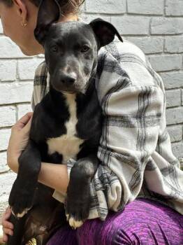 Rescue Black Labrador Retriever Dogs for Adoption in Liverpool, Texas - Winter | PetCurious