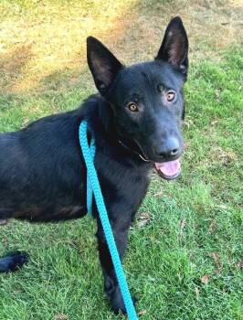 BERT -  German Shepherd Dog Dog for Adoption in Sacramento, California - BERT | PetCurious