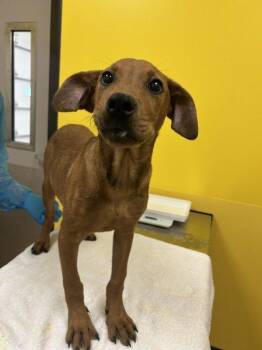 Toad -  Mixed Breed Dog for Adoption in Raleigh, North Carolina - Toad | PetCurious