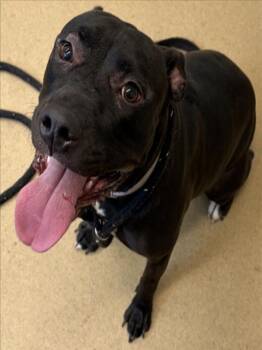 Pit Bull Terrier Dogs Available for Adoption in Derwood, Maryland - MIDNIGHT | PetCurious