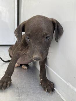 Cindy -  Pit Bull Terrier Dog for Adoption in Victorville, California - Cindy | PetCurious