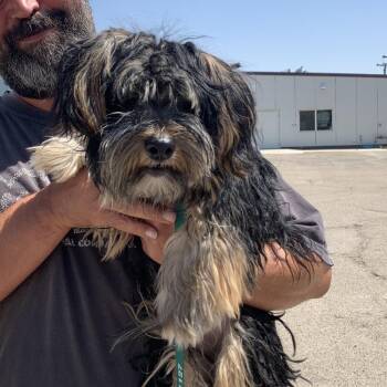 Yoshi -  Yorkshire Terrier and Schnauzer Dog for Adoption in Fresno, California - Yoshi | PetCurious
