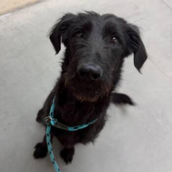 Standard Poodle and Mixed Breed Dogs Available for Adoption in Reno, Nevada - Monty | PetCurious