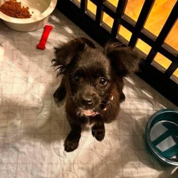 Gidget -  Shih Tzu and Mixed Breed Dog for Adoption in Alma, Wisconsin - Gidget | PetCurious
