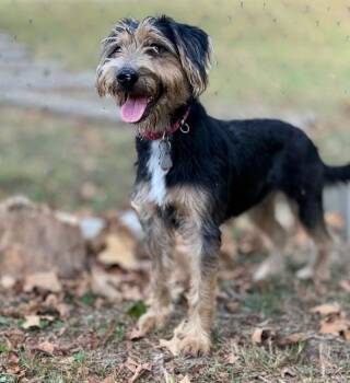 Lena -  Border Terrier Dog for Adoption in Horseshoe Bend, Arkansas - Lena | PetCurious