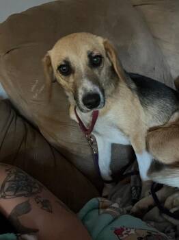 Beagle and Mixed Breed Dogs Available for Adoption in Johnston, Iowa - Lacey | PetCurious