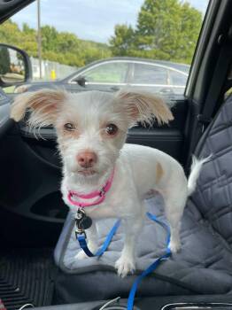 Nell -  Chihuahua and Shih Tzu Dog for Adoption in New Milford, Connecticut - Nell | PetCurious